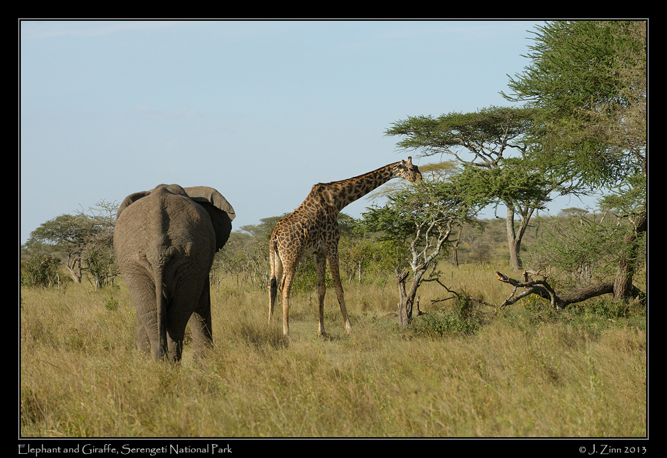elephant_9392a