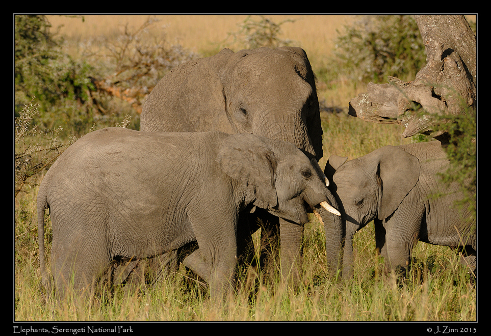 elephants_2524a