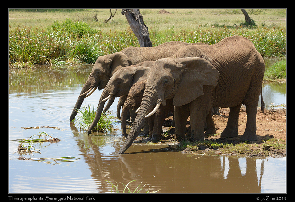 elephants_9557a
