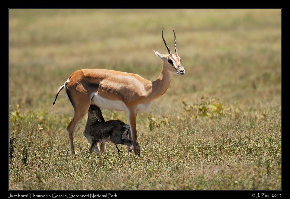 gazelle_fawn_2255a