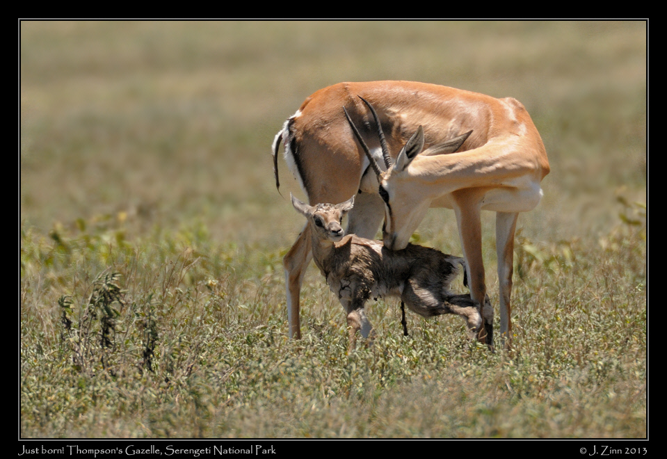 gazelle_fawn_2266a
