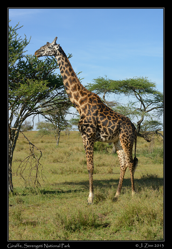 giraffe_9120a