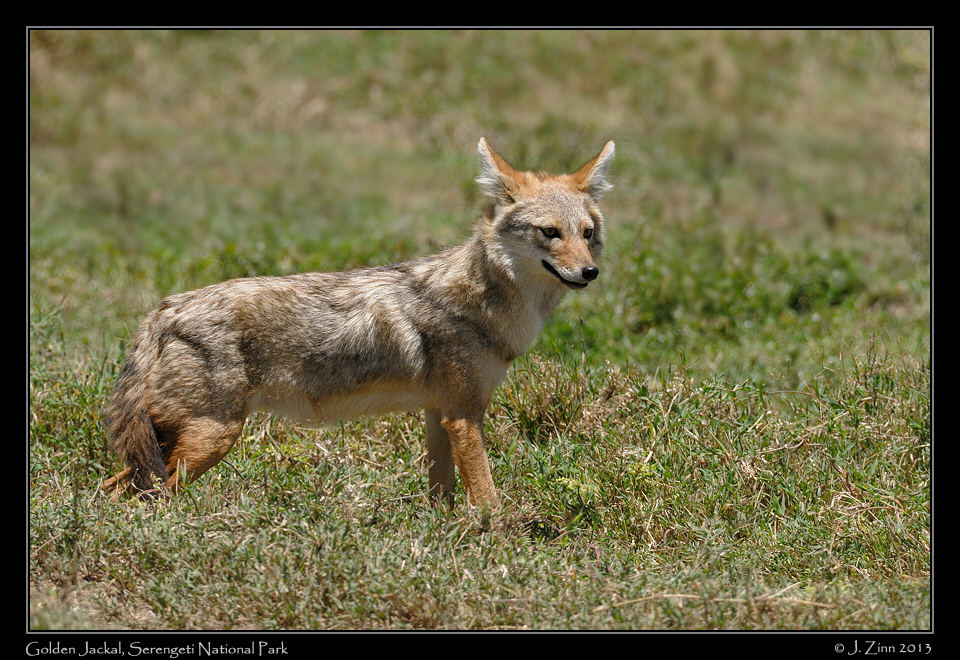 golden_jackal_2309a
