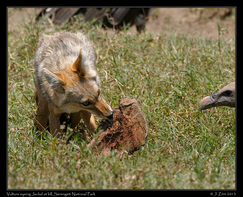 golden_jackal_2349b