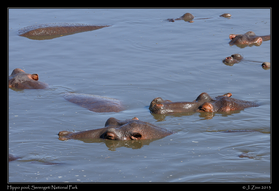 hippo_2804a