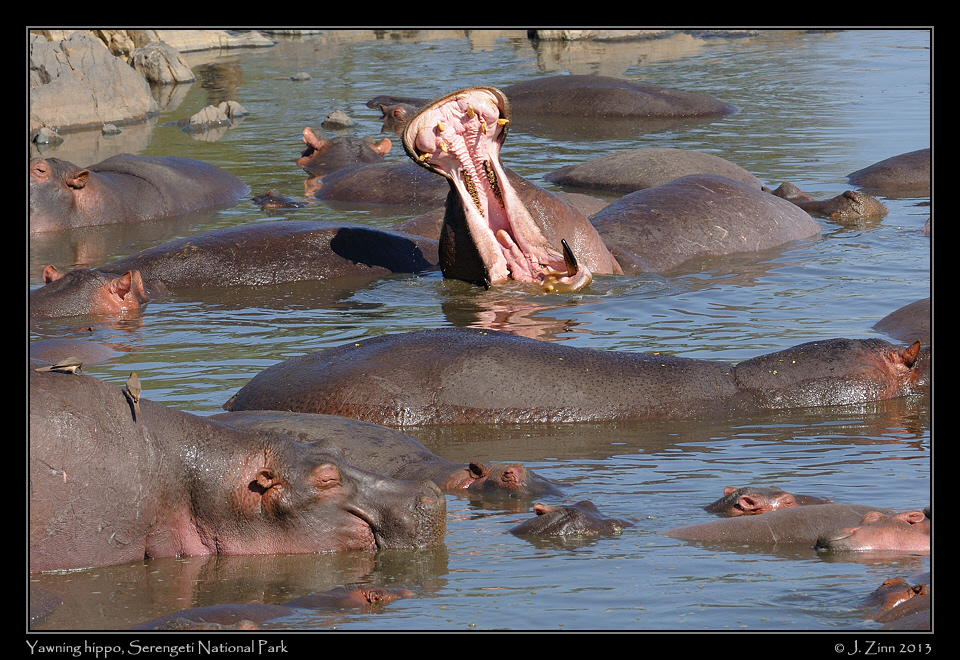 hippo_2823b
