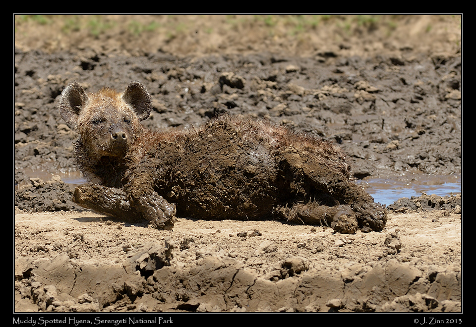 hyena_9071a