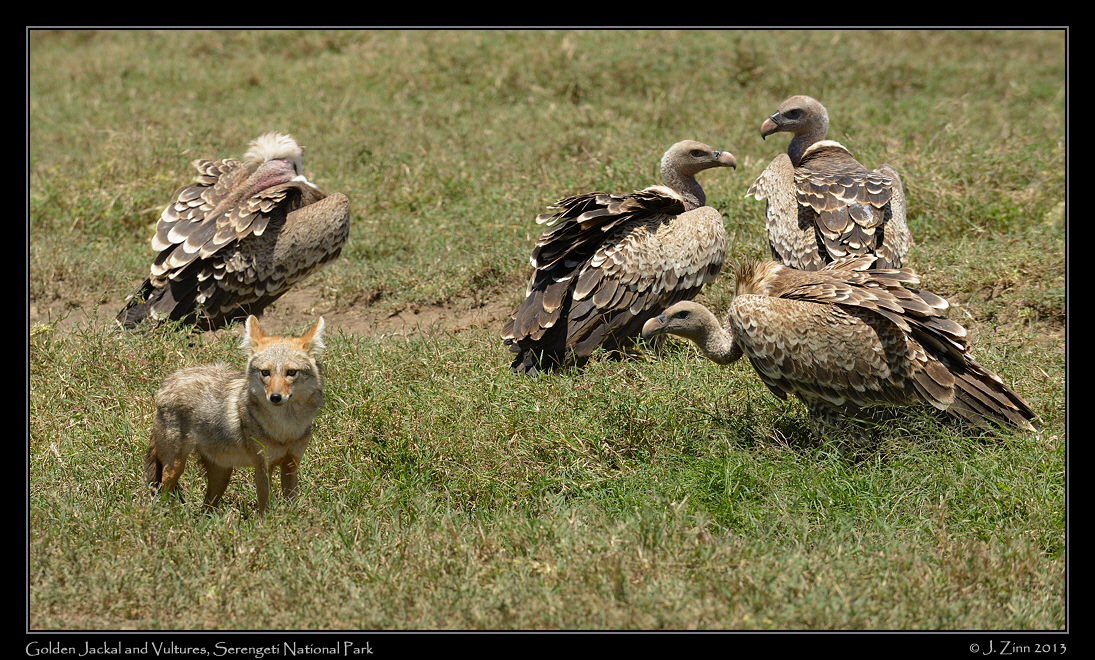 jackal_vultures_9093a