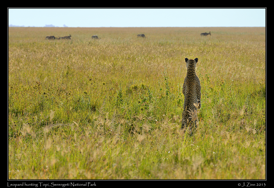 leopard_9213a
