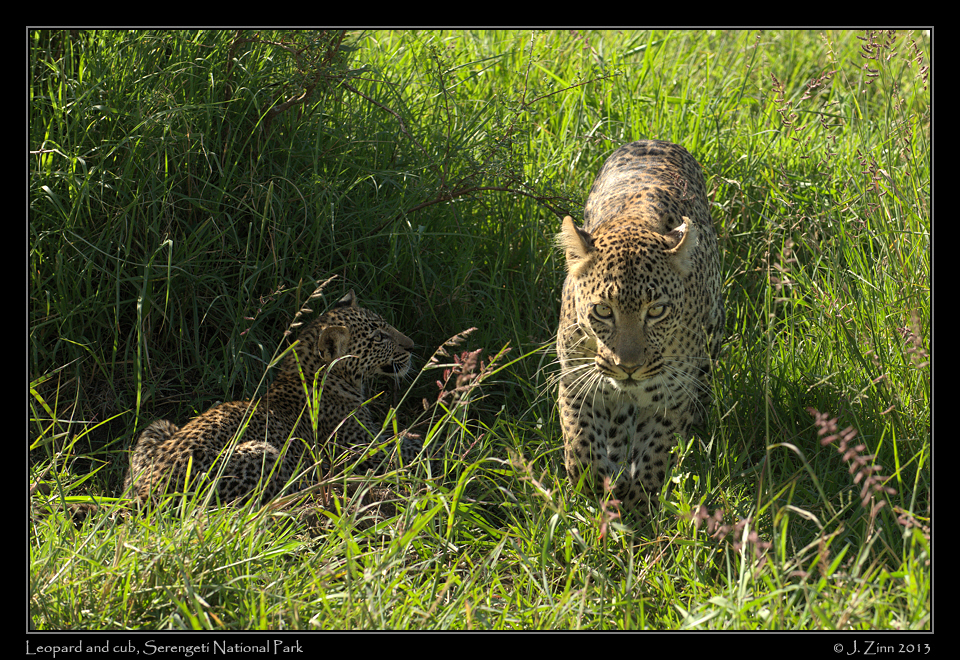 leopard_9239a