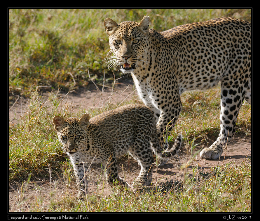 leopards_2603b
