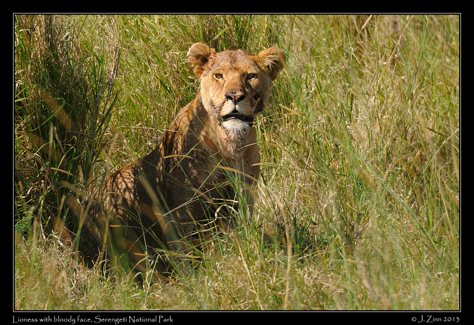 lion_2465a