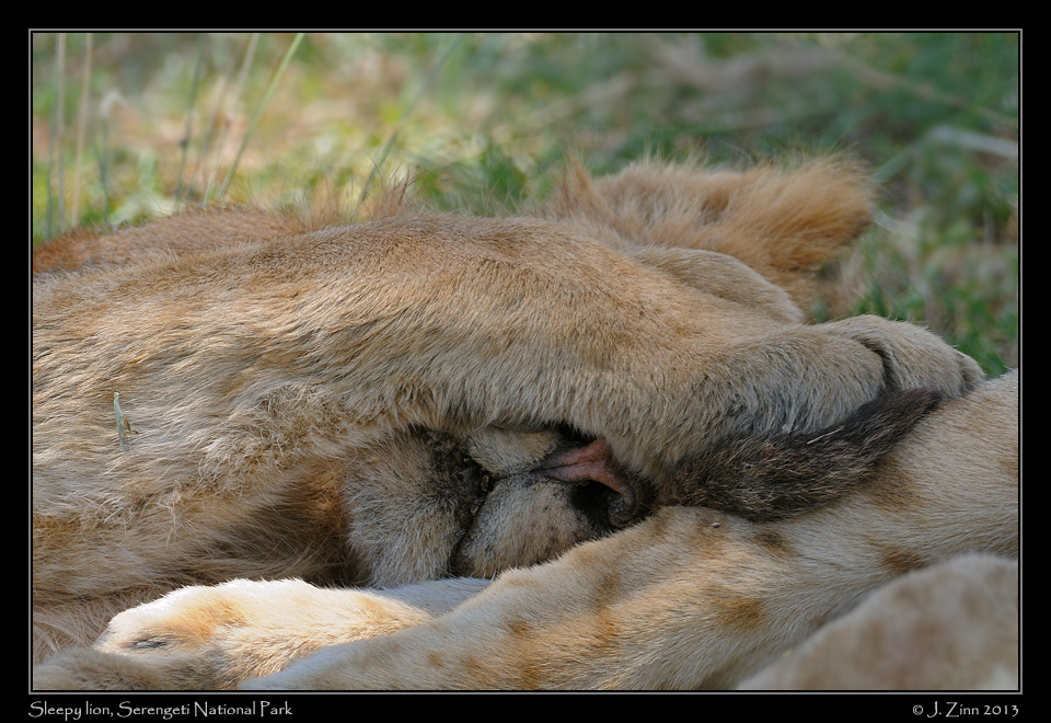 lion_2646a