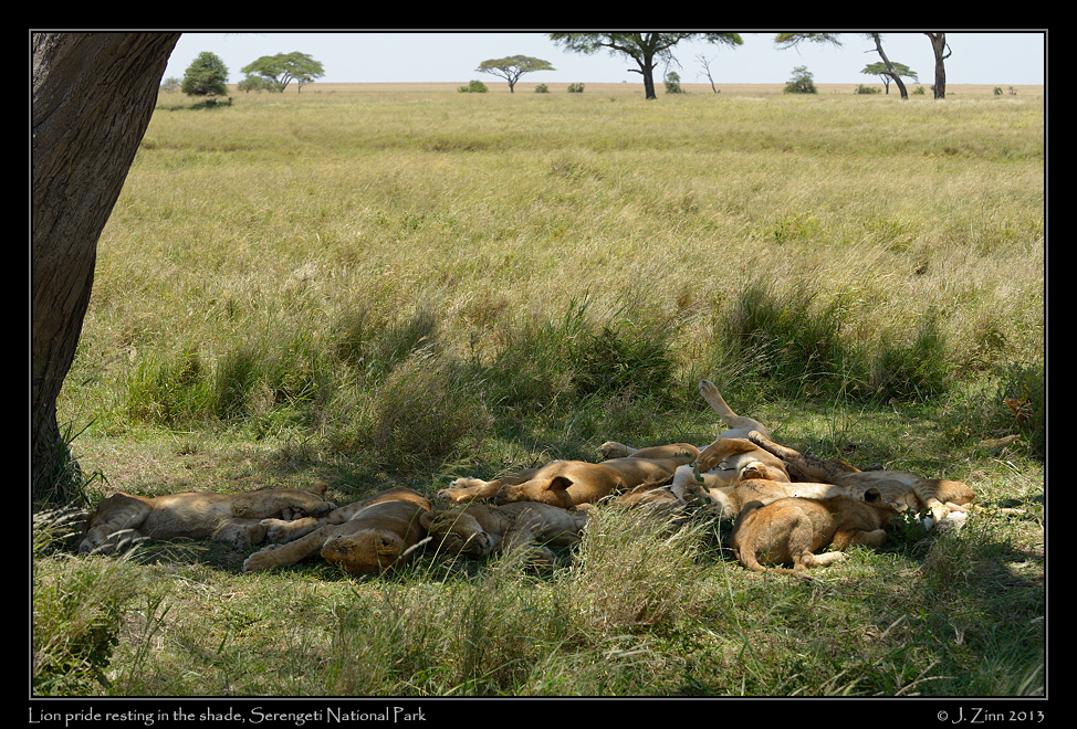 lions_9316a