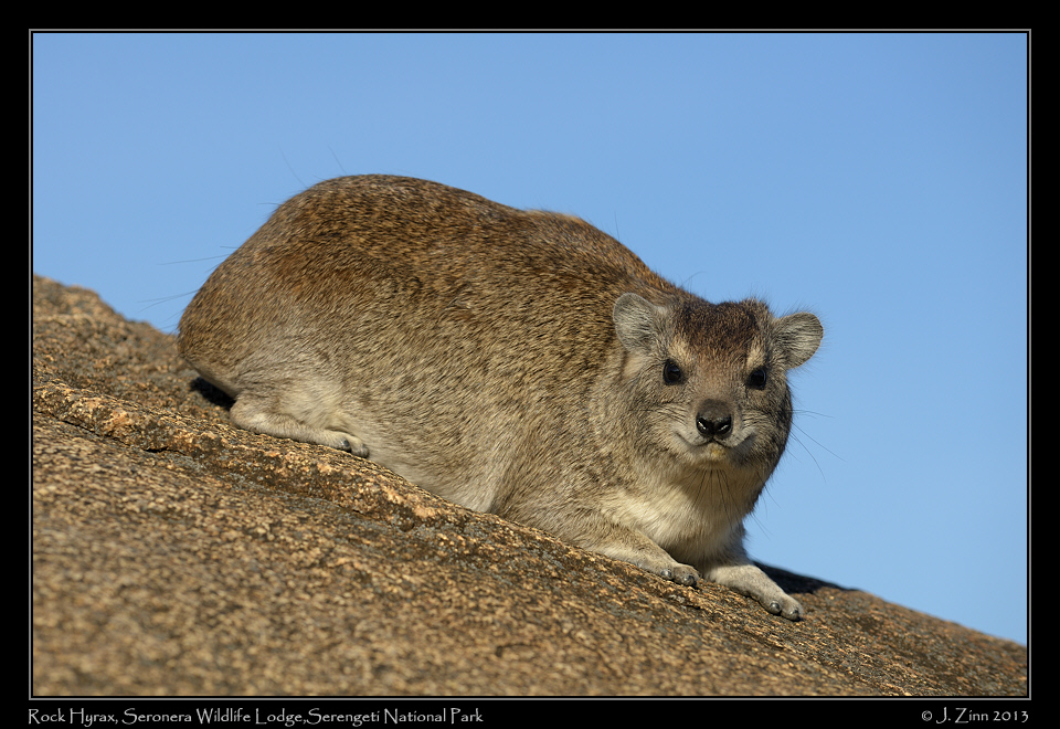 rock_hyrax_9135a