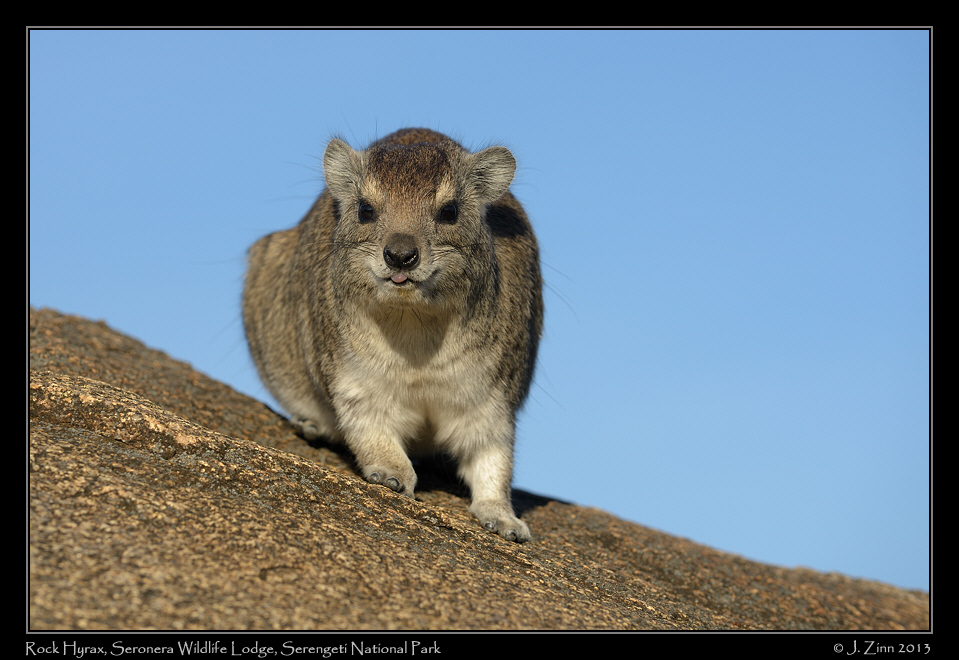 rock_hyrax_9139a