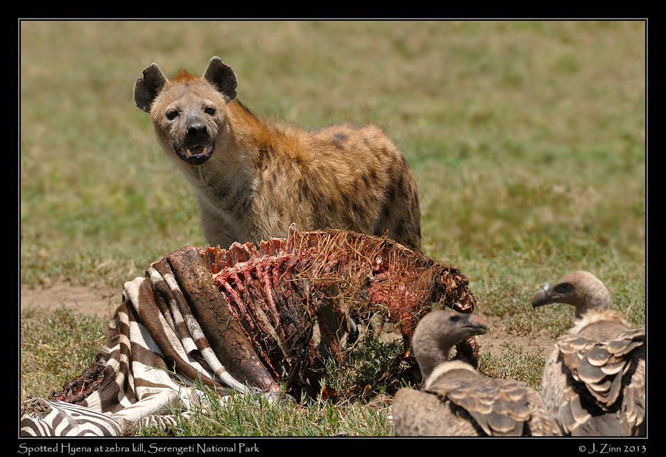spotted_hyena_2281aw