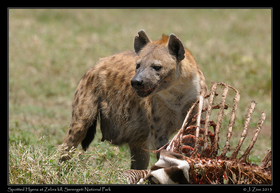 spotted_hyena_2302a