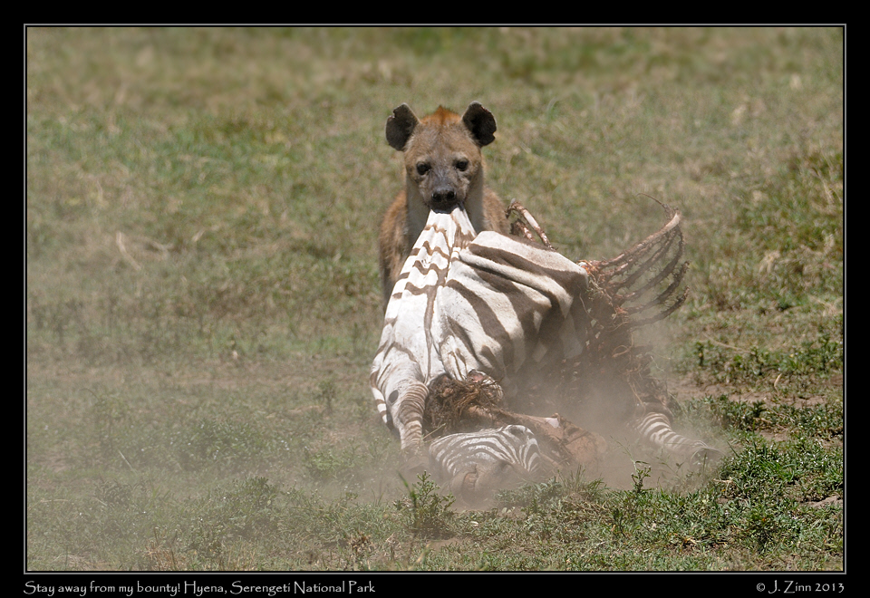 spotted_hyena_2335a