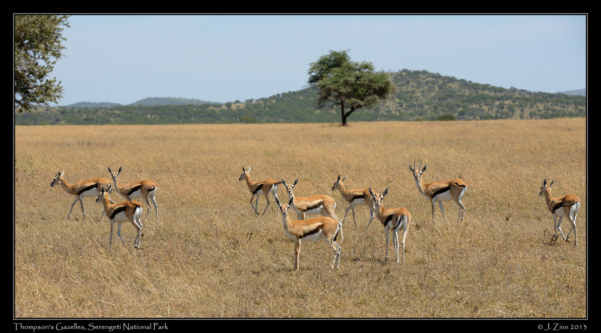 thompsons_gazelles_9291a