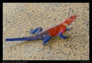  Agama Lizard, Serengeti National Park � J. Zinn