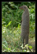  Banded Mongoose, Serengeti National Park � J. Zinn