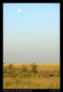  Elephant at dawn, Serengeti National Park � J. Zinn