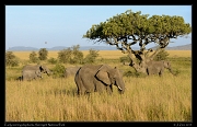  Early morning elephants, Serengeti National Park � J. Zinn