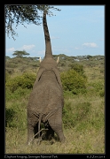  Foraging elephant, Serengeti National Park � J. Zinn