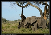  Foraging elephant, Serengeti National Park � J. Zinn