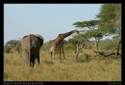  Elephant and Giraffe, Serengeti National Park � J. Zinn