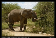 Elephant blocking the driveway of Seronera Wildlife Lodge, Serengeti National Park � J. Zinn