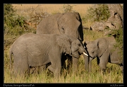  Elephants, Serengeti National Park � J. Zinn