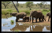  Elephants coming to drink, Serengeti National Park � J. Zinn