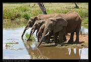 Thirsty elephants, Serengeti National Park � J. Zinn