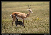  Just born Thomson's Gazelle with mother, Serengeti National Park � J. Zinn