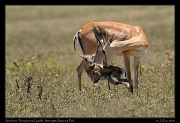 Just born Thomson's Gazelle with mother, Serengeti National Park � J. Zinn