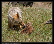  Vulture gives Golden Jackal the eye, Serengeti National Park � J. Zinn