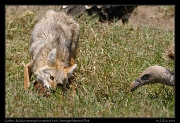  Golden Jackal protects his lunch, Serengeti National Park � J. Zinn