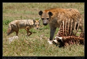  Golden Jackal and Spotted Hyena at zebra kill, Serengeti National Park � J. Zinn
