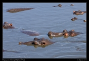  Hippo pool, Serengeti National Park � J. Zinn
