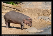  Young Hippopotamus, Serengeti National Park � J. Zinn