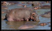  Hippo with Red-billed Oxpeckers, Serengeti National Park � J. Zinn