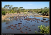  Hippo pool, Serengeti National Park � J. Zinn