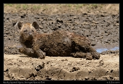  Spotted Hyena in mud wallow, Serengeti National Park � J. Zinn