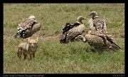  Golden Jackal with vultures, Serengeti National Park � J. Zinn