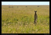  Leopard hunting Topi, Serengeti National Park � J. Zinn