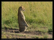  Leopard on the hunt, Serengeti National Park � J. Zinn
