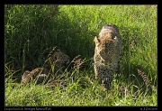  Leopard and cub, Serengeti National Park � J. Zinn
