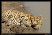  Leopard cub, Serengeti National Park � J. Zinn